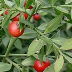 Бодлив залист (див чемшир, миши чемшир) - Ruscus aculeatus L.