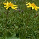 Арника – планинска билка- Arnica montana L.