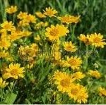 Random image: Арника – планинска  лечебно растение -  Arnica montana L.