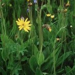 Random image: Арника – планинска стрък -  Arnica montana L.