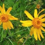 Random image: Арника– планинска цвят -  Arnica montana L.