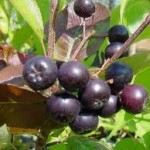 Random image: Арония билка - Aronia melanocarpa