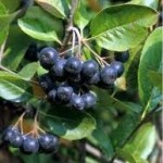 Random image: Арония дар от природата- Aronia melanocarpa