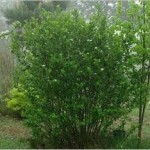 Арония лечебно растение - Aronia melanocarpa