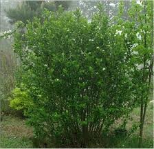 Арония лечебно растение  - Aronia melanocarpa