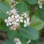 Random image: Арония цвят- Aronia melanocarpa