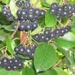 Билка Арония - Aronia melanocarpa