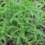 Random image: Билка Бял равнец - Achillea Millefolium