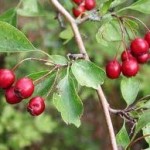 Билка Глог- Crataegus monogyna