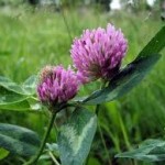 Random image: Билка Ливадна детелина - Trifolium pratense L.