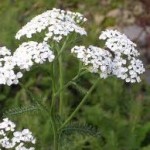 Random image: Бял равнец билка  - Achillea Millefolium