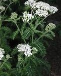 Random image: Бял равнец стрък - Achillea Millefolium