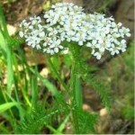 Бял равнец цвят - Achillea Millefolium