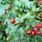 Random image: Глог билка - Crataegus monogyna