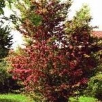 Глог лечебно растение - Crataegus monogyna