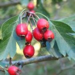 Глог плод - Crataegus monogyna