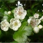 Глог цвят- Crataegus monogyna