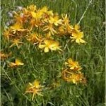 Жълт кантарион лечебно растение - Hypericum perforatum
