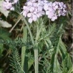 Random image: Лечебно растение  Бял равнец - Achillea Millefolium