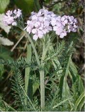 Лечебно растение  Бял равнец - Achillea Millefolium
