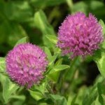 Random image: Ливадна детелина билка - Trifolium pratense L.