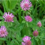 Ливадна детелина лечебно растение - Trifolium pratense L.