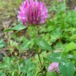 Random image: Ливадна детелина стрък - Trifolium pratense L.