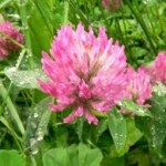 Ливадна детелина цвят - Trifolium pratense L.