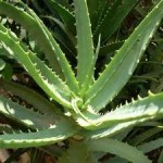Random image: Алое лечебно растение - Aloe