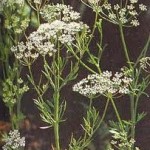 Random image: Анасон стрък -  Pimpinella anisum