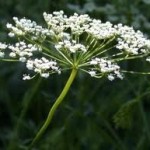 Анасон цвят- Pimpinella anisum