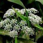 Random image: Билка Анасон -  Pimpinella anisum