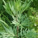 Билка Горчив пелин - Artemisia absinthium
