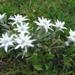 Билка Еделвайс - Leontopodium alpinum