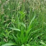 Random image: Билка Живовлек теснолист - Plantago lanceolata