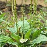 Билка Жиловлек широколист- Plantago major L.