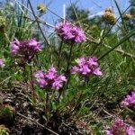 Билка Мащерка дива - Thymus serpyllum