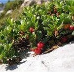 Билка Мечо грозде – Arctostaphylos uva ursi