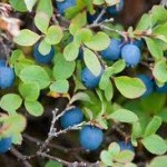 Билка Синя боровинка - Vaccinium uliginosum