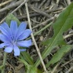 Билка Синя жлъчка - Cichorium Intybus