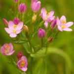 Random image: Билка Червен кантарион - Centaurium erythraea