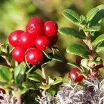 Билка Червена боровинка - Vaccinium vitis-idaea L.