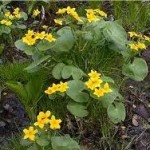 Random image: Блатняк  билка -  Caltha palustris L.