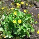 Random image: Блатняк лечебно растение  -  Caltha palustris L.