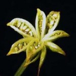 Блатняк плод - Caltha palustris L.