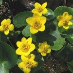 Random image: Блатняк  цвят-  Caltha palustris L.