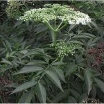 Бъз черен билка - Sambucus nigra L.