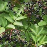 Бъз черен плод- Sambucus nigra L.