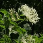 Бъз черен цвят - Sambucus nigra L.