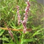 Водно Пипериче стрък - Polygonum Hydropiper L.